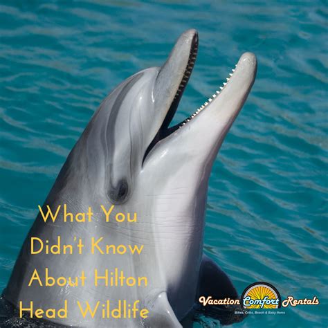 What You Didn’t Know About Hilton Head Wildlife - Vacation Comfort Rentals