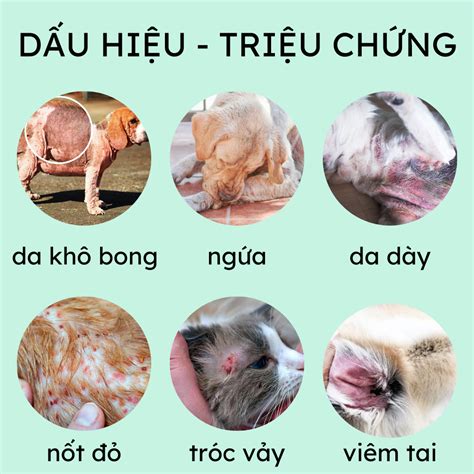 ĐIỀU TRỊ VIÊM DA NẤM CHO CHÓ, MÈO – Pet Things