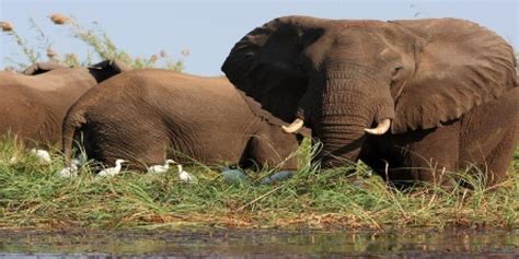 Zim-Zam: Drop in wildlife at Zambian national park | Southern & East ...