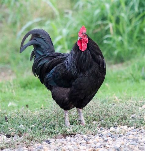 15 Black Chicken Breeds That You Will Surely Like