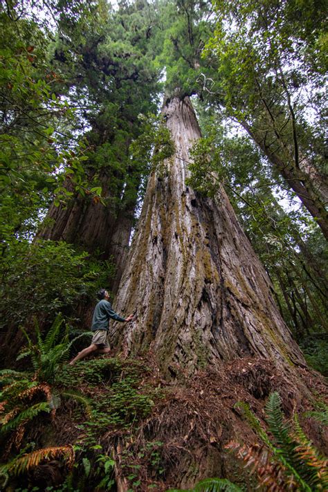 Hyperion Redwood. World's Tallest. Redwood National Park.