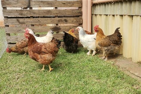 Hens for sale Chickens Livestock for sale in Gauteng | R 100 on Agrimag