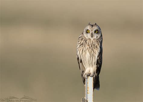 Male Short-eared Owl Showing His Ear Tufts - Mia McPherson's On The ...