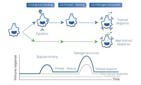 How Does Beta Glucan Support Immunity? Learn More | Algatech