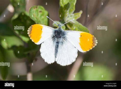 Orange Tip Butterfly Stock Photo - Alamy