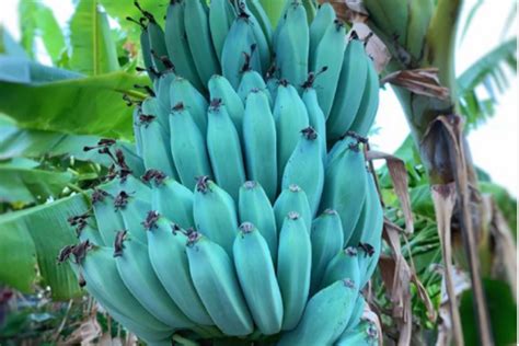 Blue bananas? How blue is making its way onto the menu | The Citizen