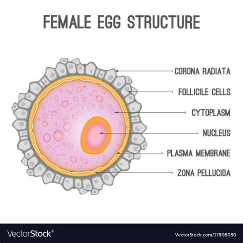 Diagram Of An Egg - exatin.info