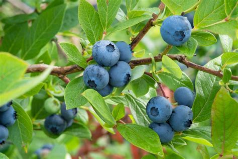 Deciding Which Blueberry Cultivars to Plant - Alabama Cooperative Extension System