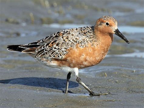 Curlew Sandpiper Bird Facts (Calidris ferruginea) | Bird Fact