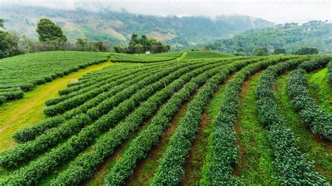 Tea plantation doi mae salong 101, Chiang Rai, THAILAND 1470901 Stock Photo at Vecteezy