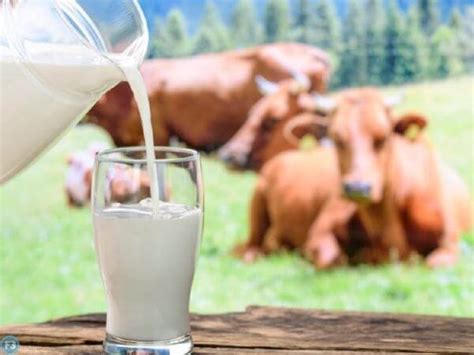 Cow Milk Benefits हेल्थ के लिए बेहद फायदेमंद है गाय का दूध