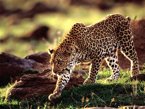 Leopardo Cazando