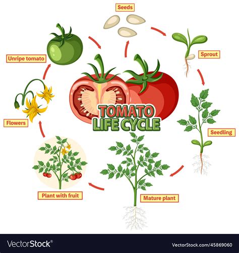 Tomato Plant Differences Life Cycle