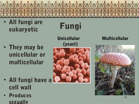 Ejemplos De Hongos Unicelulares - SEONegativo.com