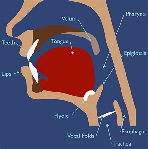 What is Dysphagia? Information on diagnosis and treatment