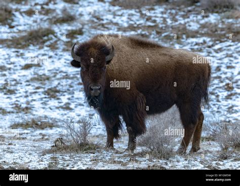 American Bison, Bison bison, in Yellowstone National Park in Winter ...