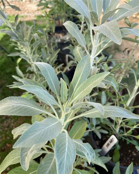 White Sage Seeds - Foraged