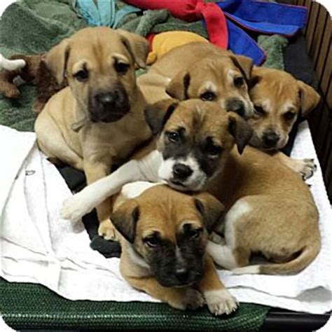 Puppies | Adopted Puppy | Silverdale, WA | Anatolian Shepherd/Mastiff Mix