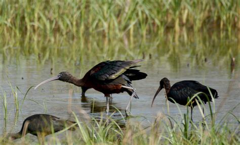 Glossy Ibis | Male in breeding plumage | Bodhisattva Sen Roy | Flickr