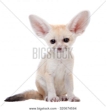 Pretty Fennec Fox Cub Image & Photo (Free Trial) | Bigstock