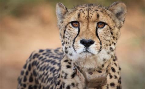 Cheetah Brought In From Namibia Last Year Dies In Madhya Pradesh