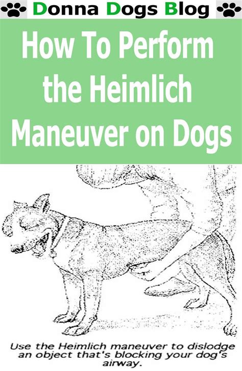 How To Perform the Heimlich Maneuver on Dogs | Heimlich maneuver ...