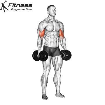 Double Arm Dumbbell Curl » Workout Planner