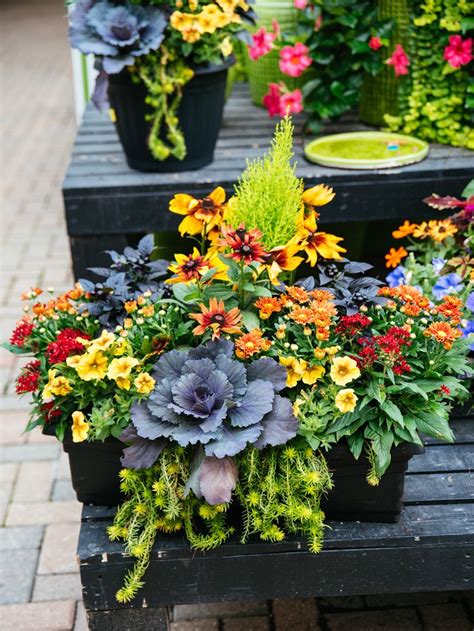 Early Fall Annuals Container | Fall flowers, Fall landscaping, Autumn ...