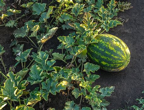 How to Plant & Grow Watermelon: Complete Guide