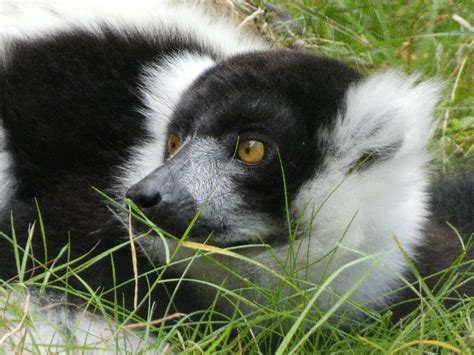 Visit Hanwell Zoo, Also Known As The Bunny Park | Londonist