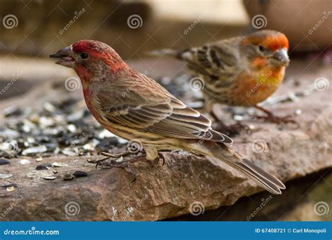 Pair of House Finches stock image. Image of wing, finches - 67408721