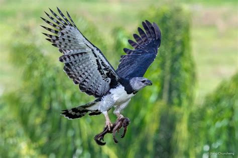 Harpy eagle (Harpia harpyja) arriving at a nest with a brown capuchin... | Download Scientific ...