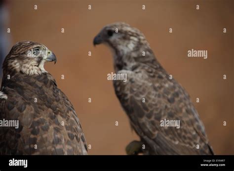 Bird Eagle in the Desert Stock Photo - Alamy