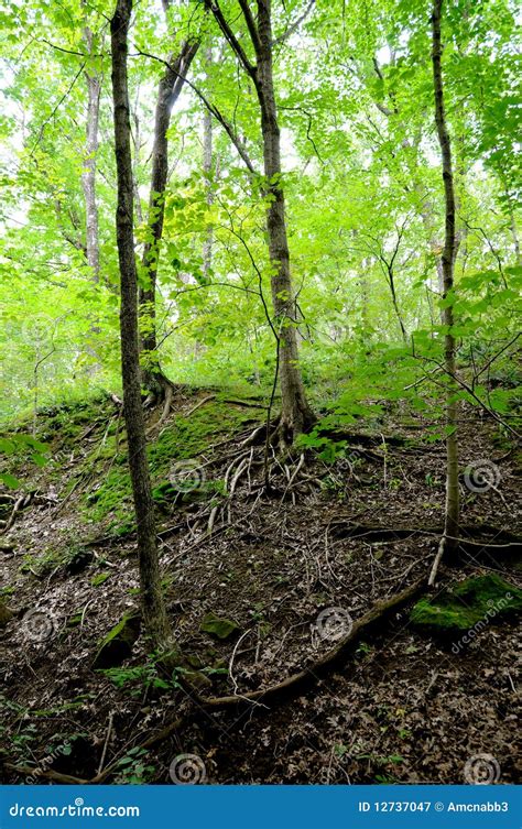 Sunlight through Green Forest Stock Image - Image of serene, green: 12737047