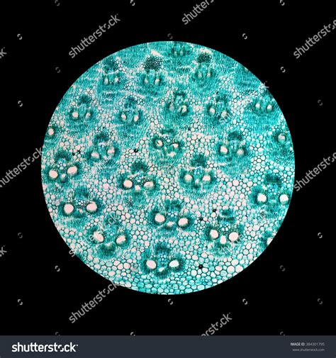 Light Photomicrograph Bamboo Stem Cross Section Stock Photo 384301795 | Shutterstock