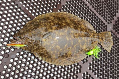 Types of Flatfish: the Complete Guide