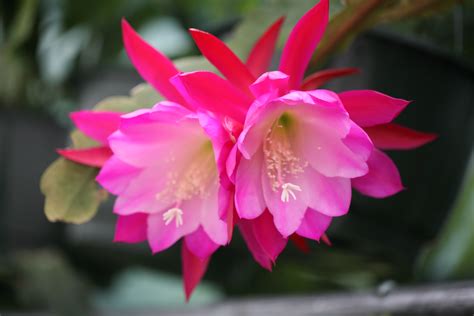 Moonlight Sonata « Garden Jewels Nursery – San Diego Epiphyllums