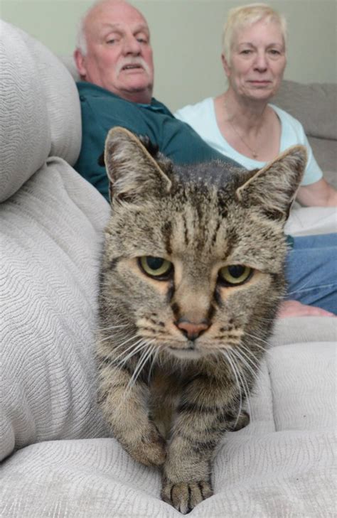 World's oldest cat dies at the age of 32 (that's 144 in cat years) | Metro News