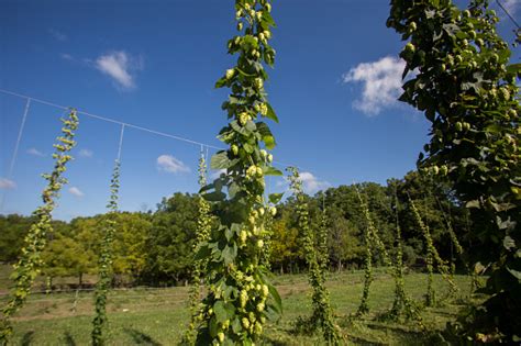 Cascade Hops Growing On Trellises On A Farm In Indiana Stock Photo ...