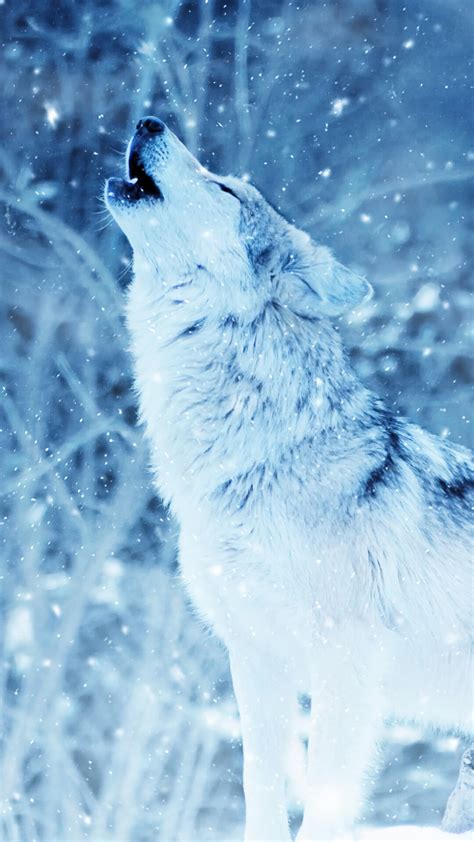 Wolf Pack Howling Wallpaper