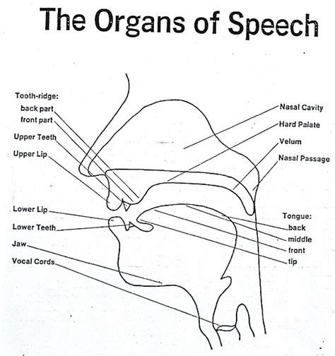 Diagram Of Organs Of Speech And Their Functions The Speech O