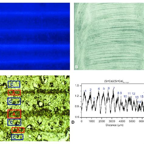 (PDF) Annually laminated speleothems in paleoclimate studies