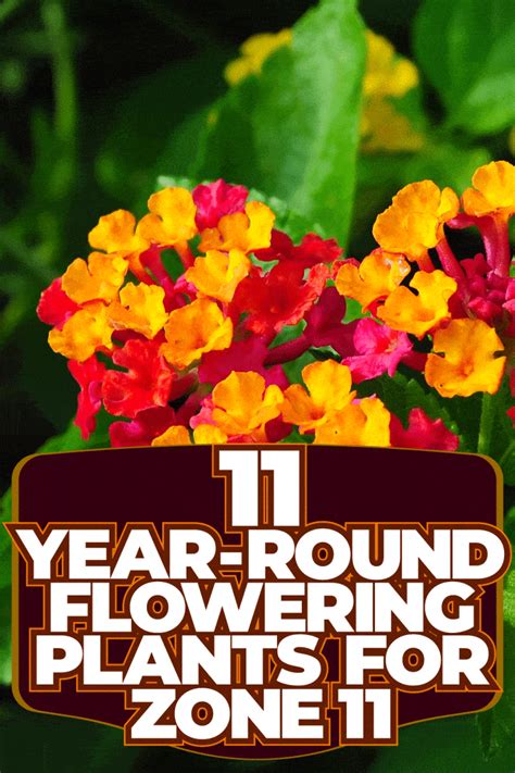 11 Year-Round Flowering Plants for Zone 11 Gardens: a Colorful Parade ...