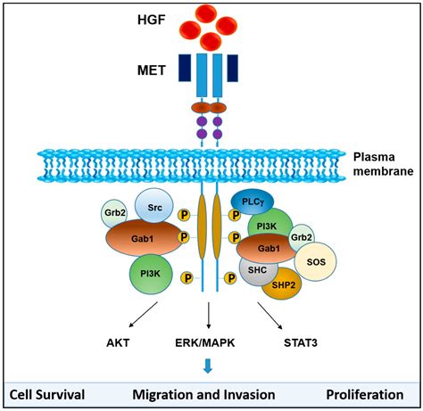 Cancers | Free Full-Text | Hepatocyte Growth Factor, a Key Tumor-Promoting Factor in the Tumor ...