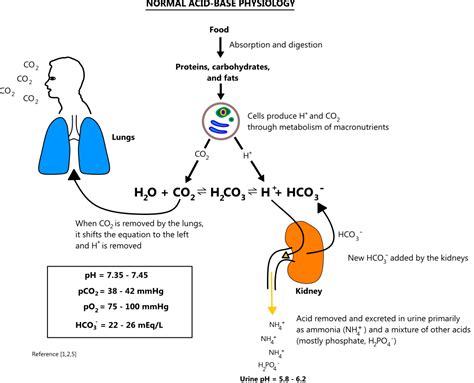 Normal acid-base physiology illustration