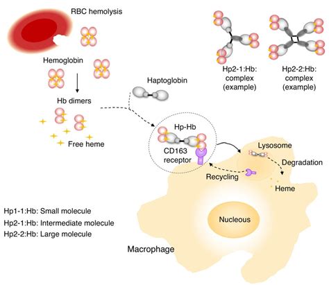 Haptoglobin: Test, High & Low Levels + Genetics - SelfHacked