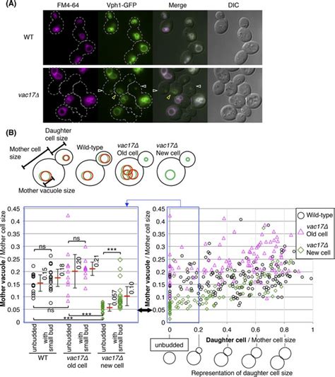 The vacuole/lysosome is required for cell-cycle progression | eLife