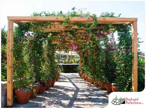 Top 3 Climbing Plants for Your Pergola and Trellis