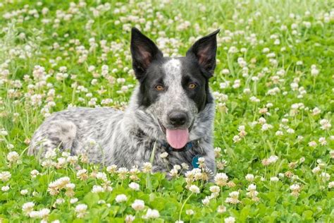 Texas Heeler | PetGuide