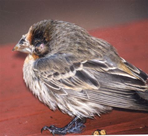 Sick Birds and Bird Diseases - FeederWatch